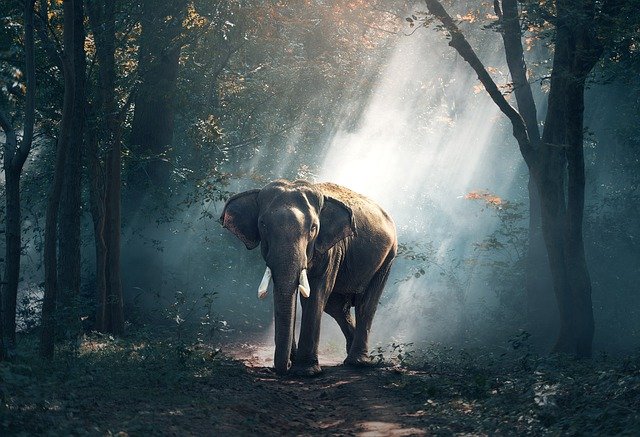 an elephant in the jungle